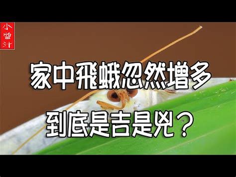 飛蛾出現|家中飛蛾暗示什麼？專家解析